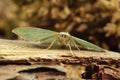 Common emerald moth.