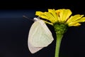 Mottled Emigrant butterfly