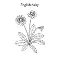 Common, english or lawn daisy Bellis perennis