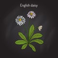 Common, english or lawn daisy Bellis perennis