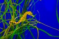 Common estuary spotted yellow seahorse hanging on some grass in the tropical water aquarium