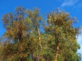 Common eucalyptus tree eucalyptus globulus Royalty Free Stock Photo