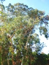 Common eucalyptus tree eucalyptus globulus Royalty Free Stock Photo
