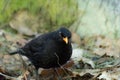 Common eurasian blackbird close up