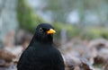 Common eurasian blackbird close up