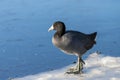 A common or eurasian coot ` Fulica atra ` Royalty Free Stock Photo