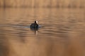 Common eurasian coot Fulica atra swimming in the golden reflections of reed Royalty Free Stock Photo