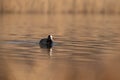 Common eurasian coot Fulica atra swimming in the golden reflections of reed Royalty Free Stock Photo