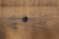 Common eurasian coot Fulica atra swimming in the golden reflections of reed Royalty Free Stock Photo