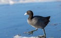 A common or eurasian coot ` Fulica atra ` Royalty Free Stock Photo