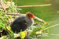 Common eurasian coot young chick near the nest