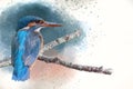 Common Eurasian kingfisher perches on a small twig. Watercolor Digital Painting, vintage effect. Bird illustration