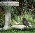 Common or Eurasian male Blackbird standing on a bird bath & x28;Turdus merula& x29;