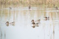 Common or Eurasian Teals Migratory Duck in a Lake Royalty Free Stock Photo