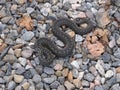 Common European Adder