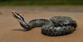 The common European adder or common European viper Royalty Free Stock Photo