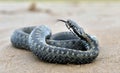 The common European adder or common European viper Royalty Free Stock Photo