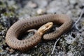 Juvenile Common European Adder Vipera berus Royalty Free Stock Photo