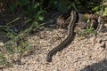 Common European Adder on the move