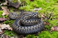 Common European Adder Vipera berus ready to attack Royalty Free Stock Photo