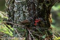 European bird Dunnock, Prunella modularis feeding its chicks in a nest in an old boreal forest, Estonia.