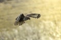 common european buzzard in flight