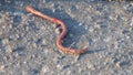 Common European earthworm slowly crawls on the ground