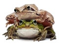 Common European frog or Edible Frog Royalty Free Stock Photo