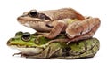 Common European frog or Edible Frog Royalty Free Stock Photo