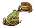 Common European frog or Edible Frog Royalty Free Stock Photo