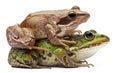 Common European frog or Edible Frog, Rana Royalty Free Stock Photo