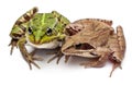 Common European frog or Edible Frog, Rana Royalty Free Stock Photo