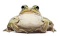 Common European frog or Edible Frog, Rana esculenta Royalty Free Stock Photo