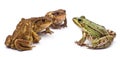 Common European frog or Edible Frog, Rana kl. Royalty Free Stock Photo