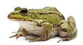 Common European frog or Edible Frog, Rana esculenta Royalty Free Stock Photo