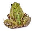 Common European frog or Edible Frog, Rana esculenta