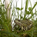 Common European frog or Edible Frog, Rana esculenta in grass Royalty Free Stock Photo