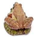 Common European frog or Edible Frog, Rana esculenta, and a Moor Frog, Rana arvalis Royalty Free Stock Photo