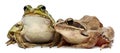 Common European frog or Edible Frog, Rana esculenta, and a Moor Frog, Rana arvalis Royalty Free Stock Photo