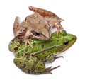 Common European frog or Edible Frog, Rana esculenta, and a Moor Frog, Rana arvalis