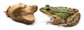 Common European frog or Edible Frog, Rana kl. Esculenta, facing a common toad or European toad, Bufo bufo Royalty Free Stock Photo