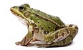 Common European frog or Edible Frog, Rana kl. Esculenta Royalty Free Stock Photo