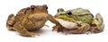 Common European frog or Edible Frog, Rana kl. Esculenta, next to common toad or European toad, Bufo bufo Royalty Free Stock Photo