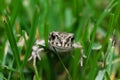 Common european frog grass background front face view Royalty Free Stock Photo