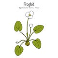 Common or European frogbit Hydrocharis morsus-ranae , medicinal plant. Royalty Free Stock Photo