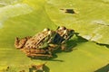 Common european frogs