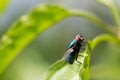A common European greenbottle fly perched on a plant leaf