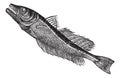 Common European hake Merluccius vulgaris, vintage engraving