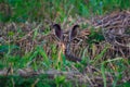 Wild hare in grass