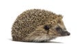 Common European hedgehog, Erinaceus europaeus